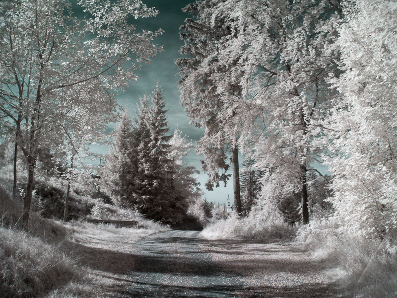 Infrarot-Photographie 9